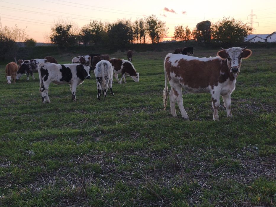 Vând vitei,vitele,juninci