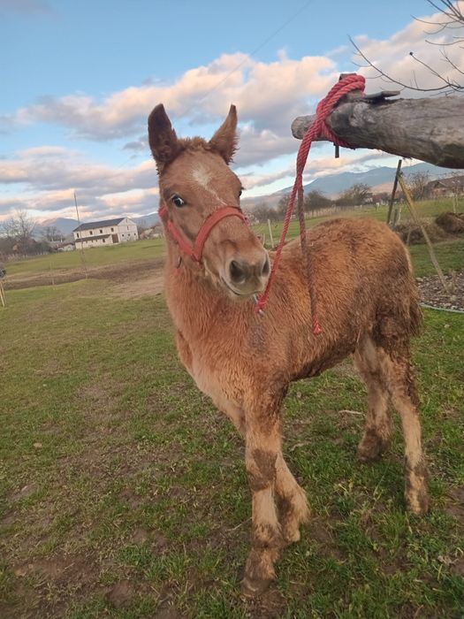 Vand/schimb manz blond