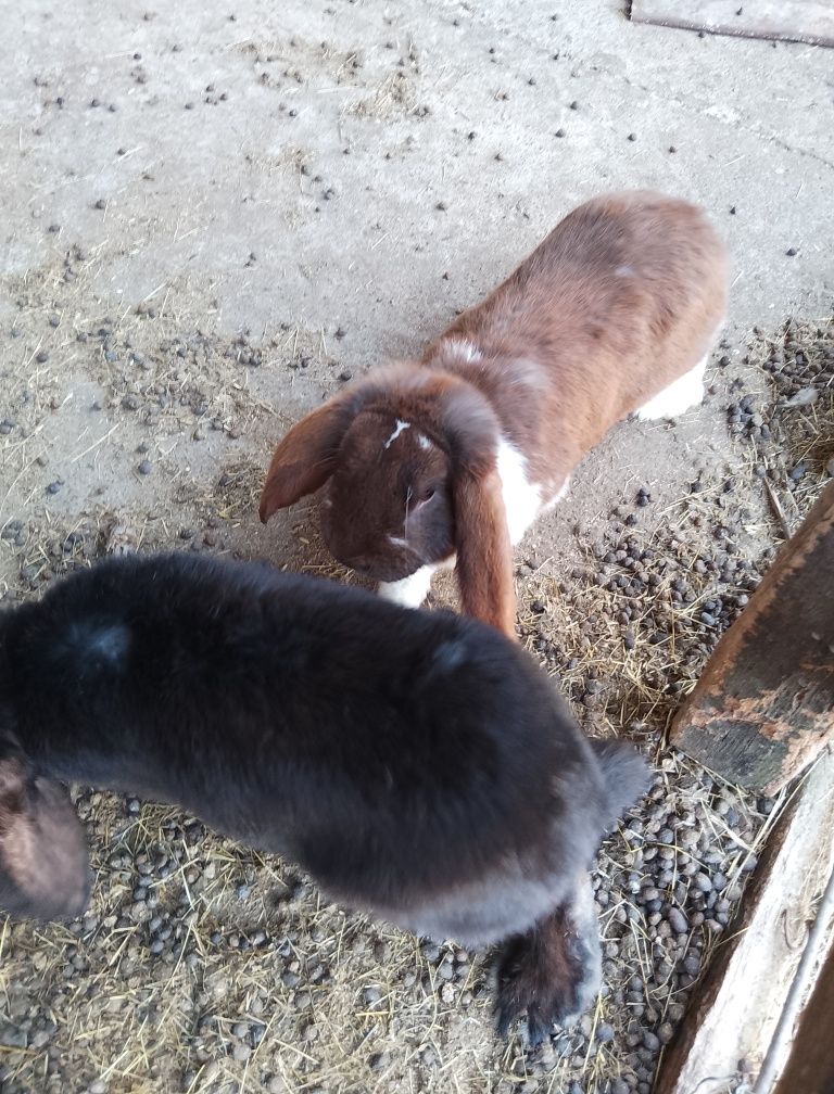 URGENT French Lop