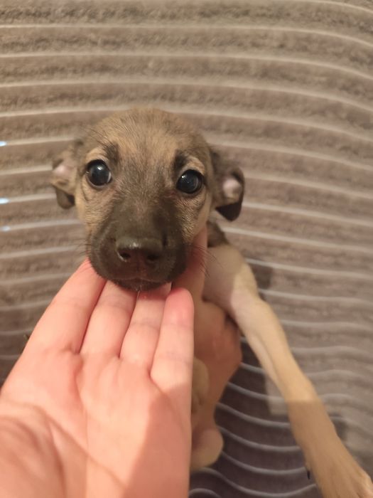 Щенок девочка два месяца