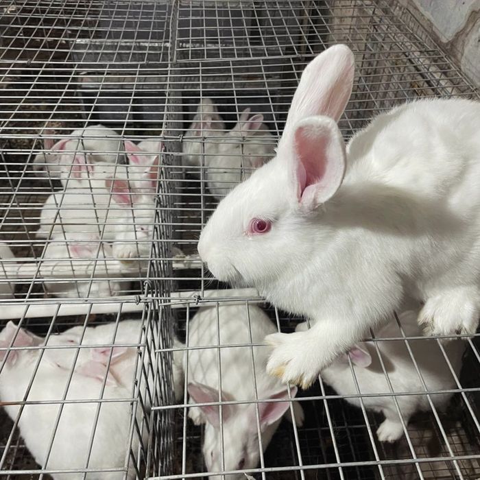 Hikol quyonlari sotiladi