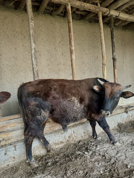 Бука таййор 1000% соглом