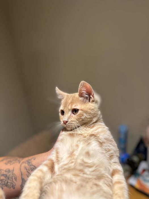 British Blue Point Британски