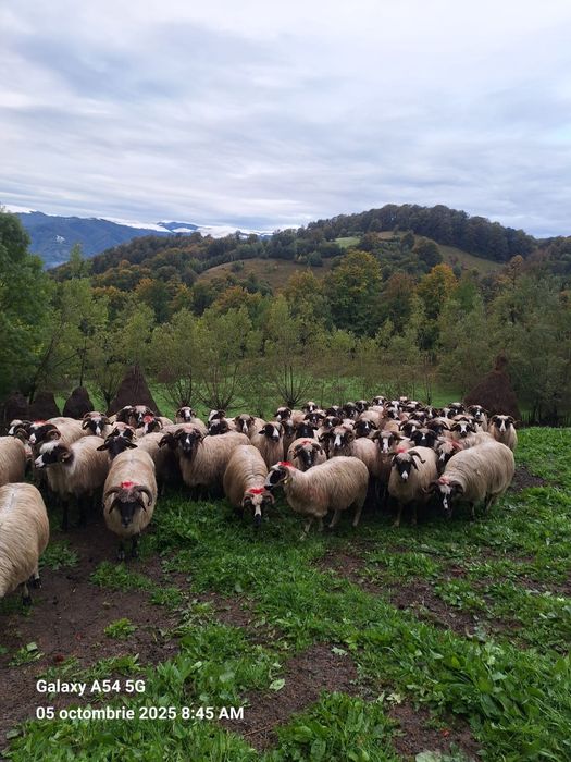 Vând oi 60 de bucăți
