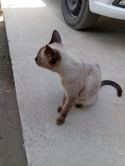 Кошка Сиамский довочка