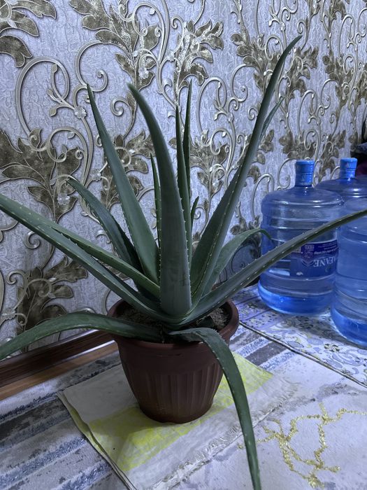 Aloe vera sotiladi