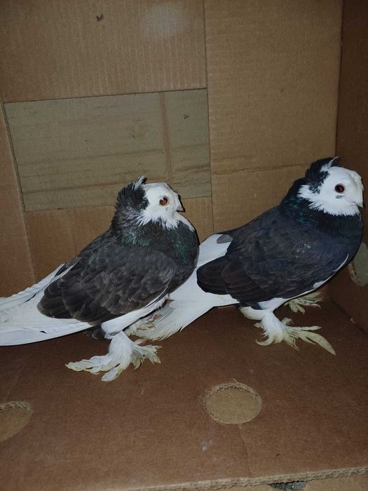 Jucatori de Botosani si Infoiati