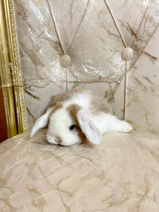 "Basmala farm" fermasidan osmaydigan quyonchalar