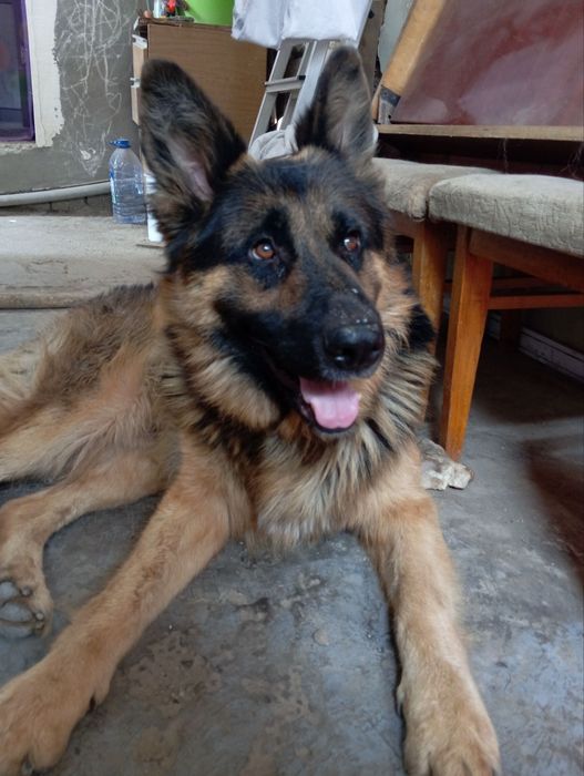 Продам щенков ВЕО (восточно европеской овчарки)