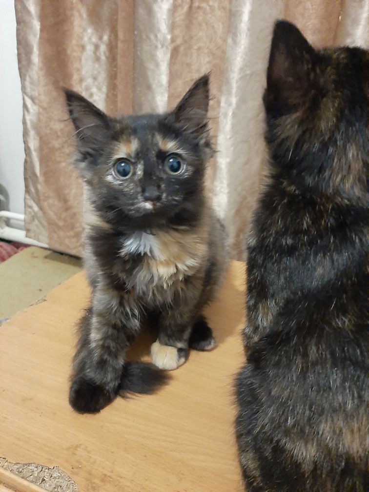 Котята 4 возраст двоим 3.5 месяца и ещё двоим 2 месяца
