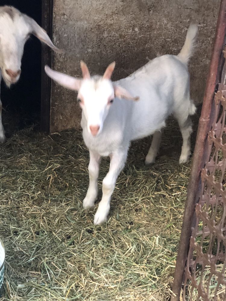 Vând țap Sannen.