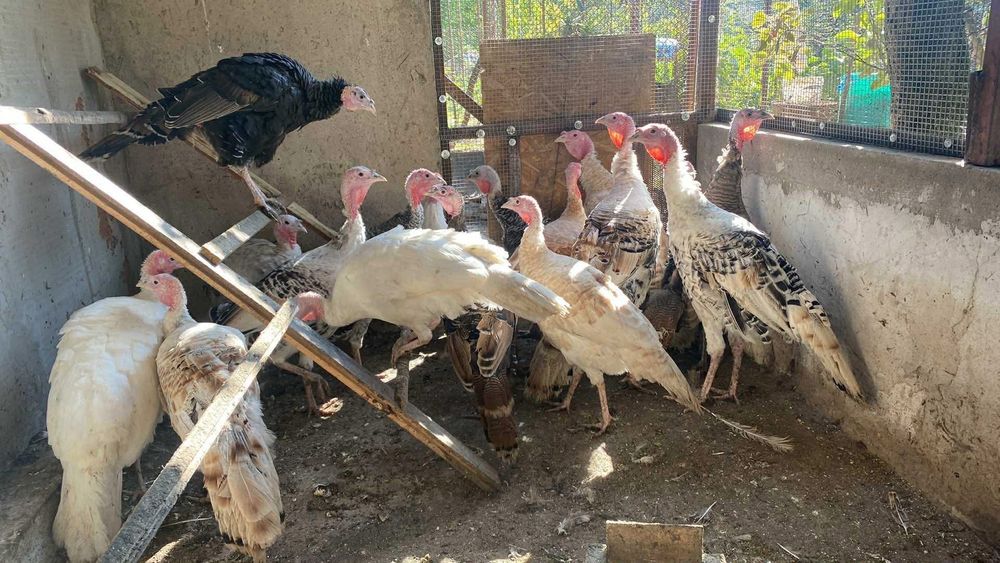 Пуйки,Пуяци.Много добре гледани!