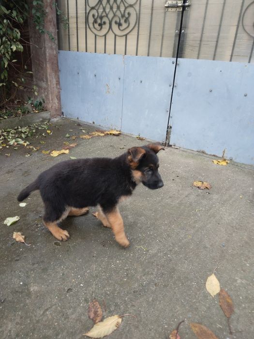 Femela ciobanesc german