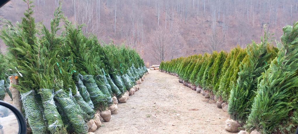 Vindem plante ornamentale/ Amenajări grădini de la A la Z tuia mesteac