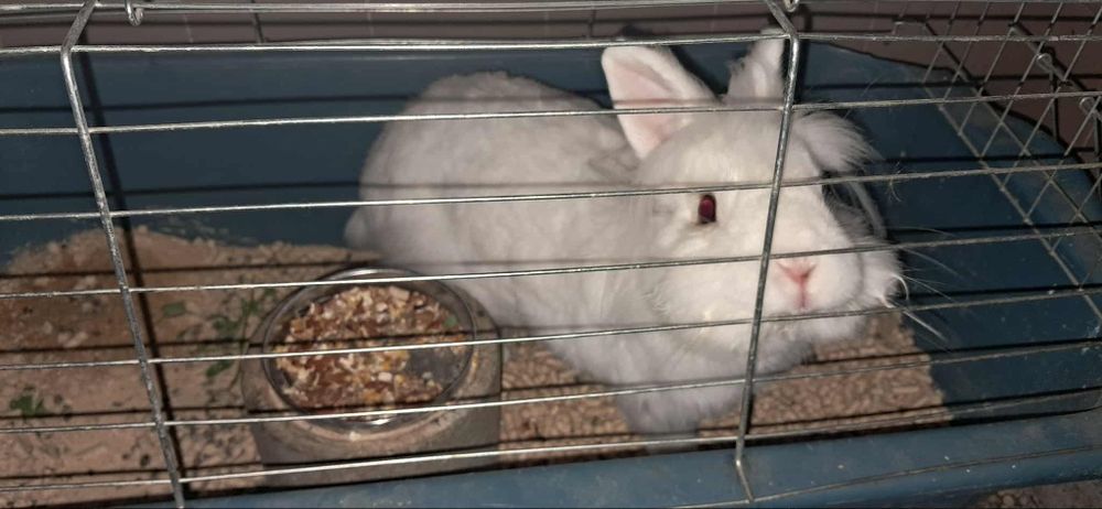 Декоративен заек