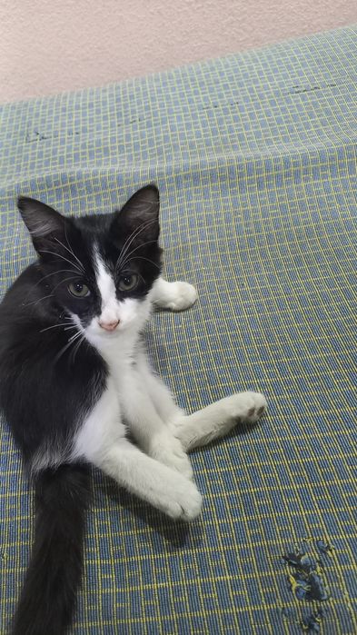 Котята 3 месяца!!!