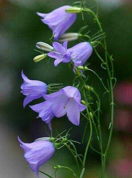 Индивидуални уроци по Математика Пловдив