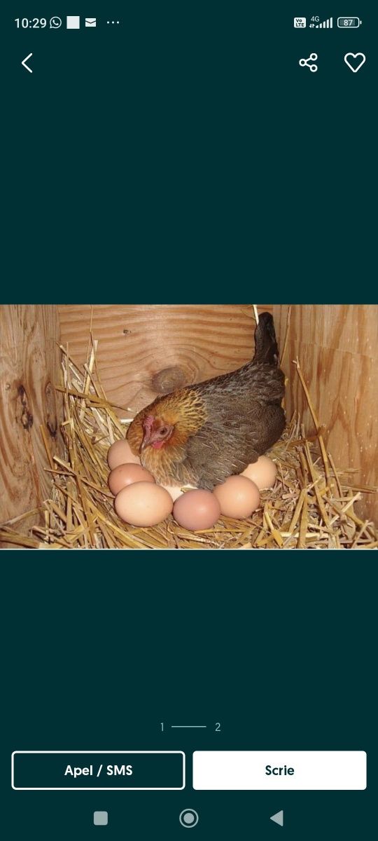 Vând ouă găină de casă