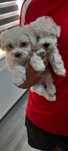 Bichon maltez mini toy
