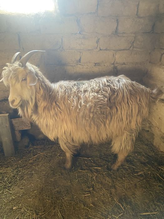 1 Ешки 2 Теке 3 Лак