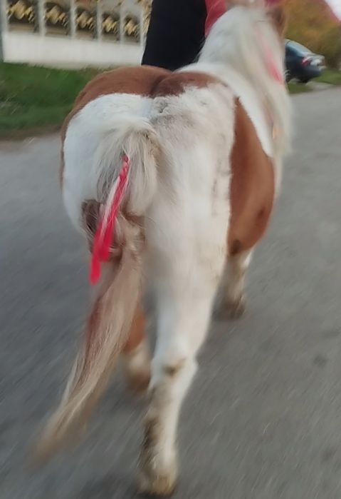 De vnzare ponei 4 ani fac și schimbi poze pe watap