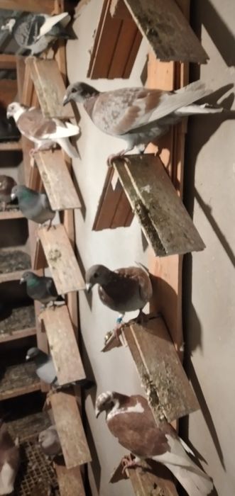 Vând pui porumbei voiajori 2025