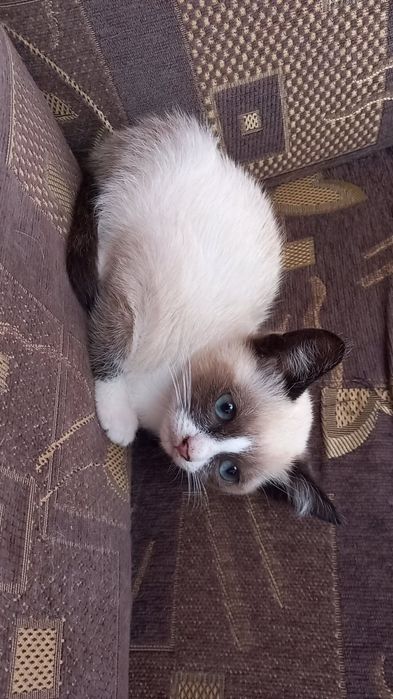 Pui de pisica snowshoe