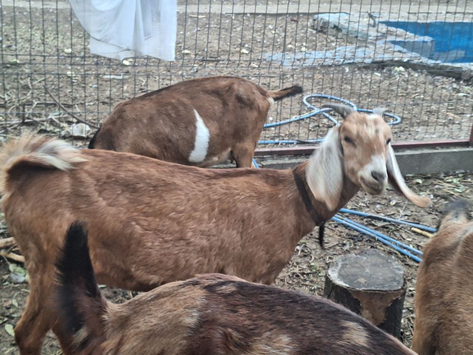 Vind capra nubien 1 ani femele