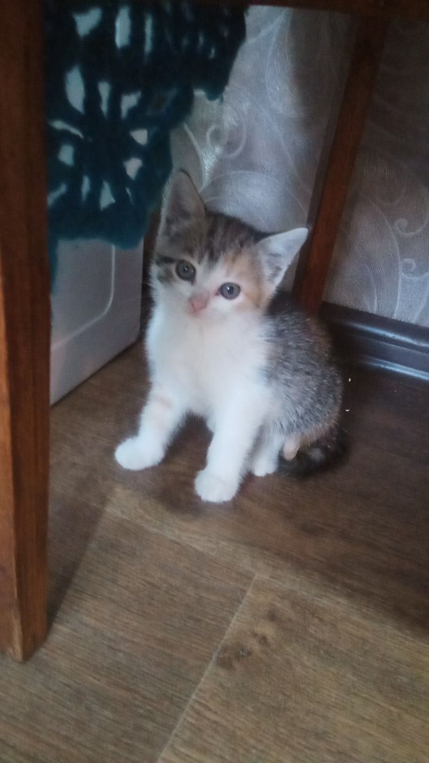 Котенок Девочка бесплатно