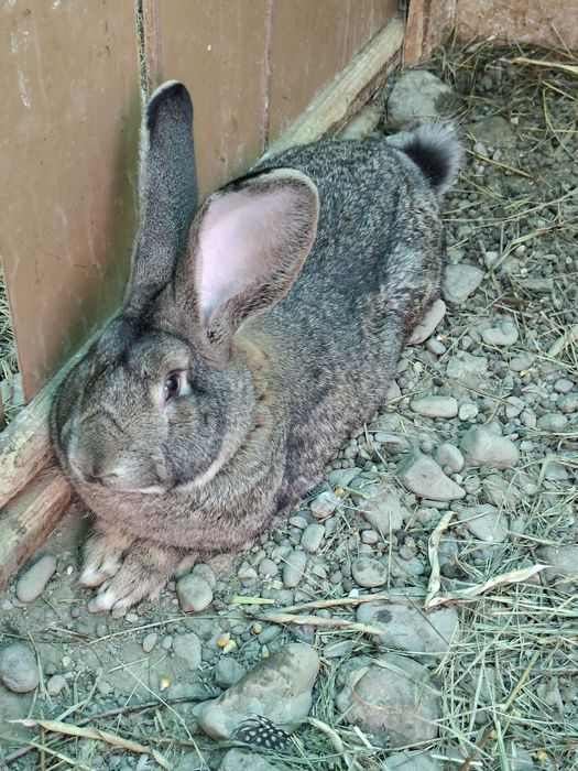 Vand  iepuri ,Masculi ( urias G,urias T,berbec,fluture)