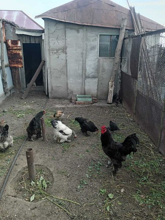 Годовалые куры (6) и петух породы Брама,  20 полуторамесячных цыплят.