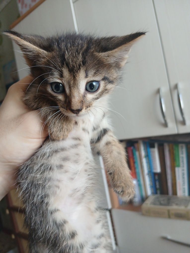 3 умных котёнка по 1,5 месяца