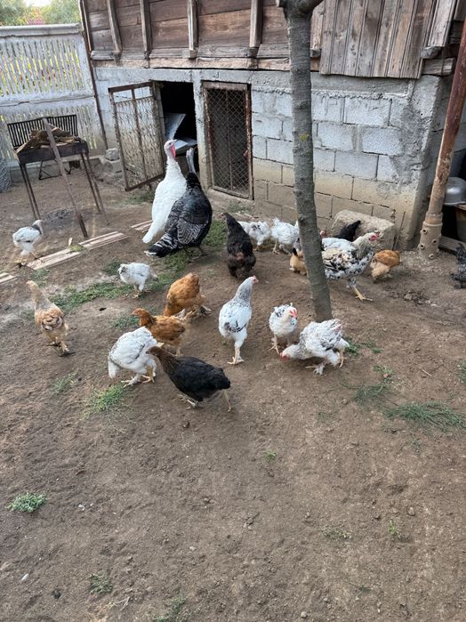 Vând puicuțe și cocosei