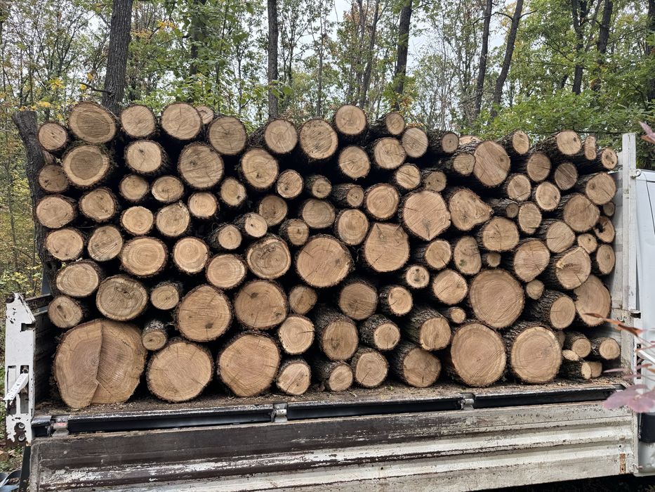 Lemne de stejar de vanzare