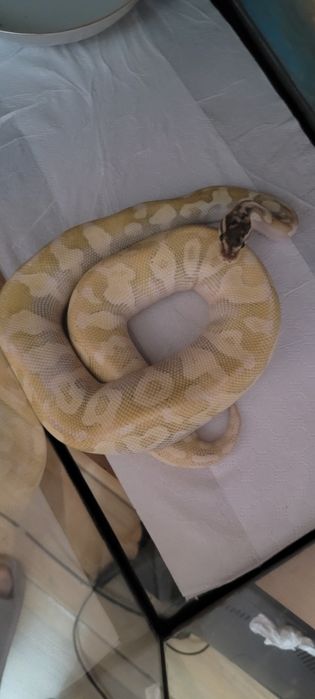 Piton regal + acvariu