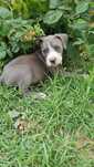 Amstaf Staffordshire Terrier