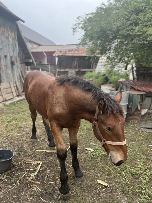 Vand mânz de șase luni