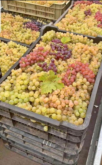 Struguri de vin livram la domiciliu transport gratuit avem toate soiur