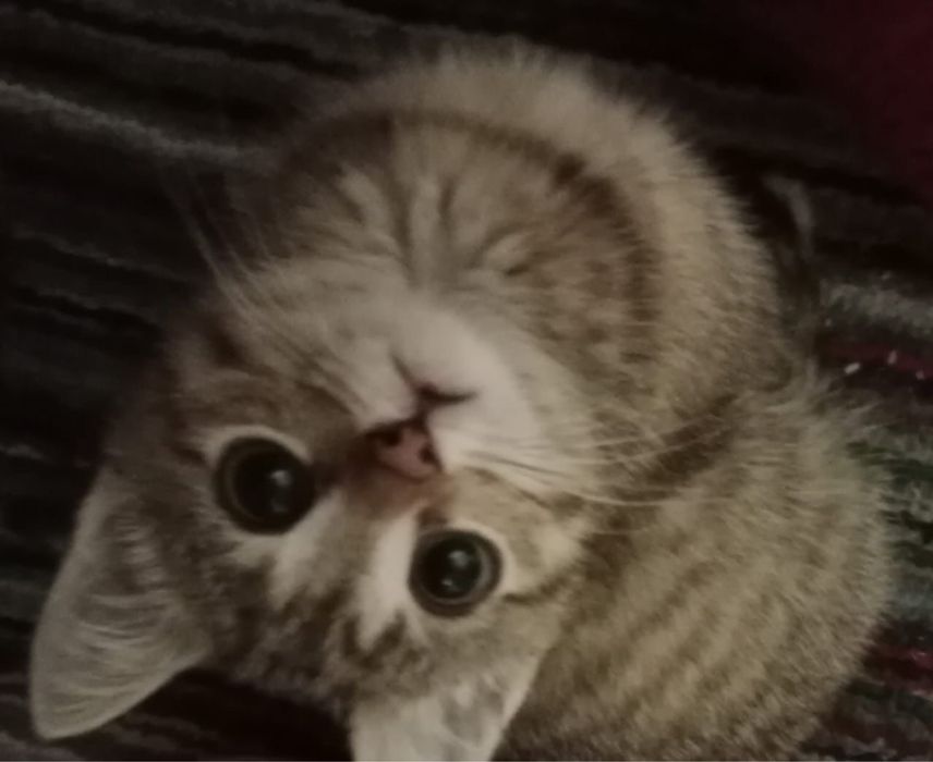 Отдам кошку очень ласквый  милый умный.