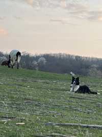 Border Collie на 10 месеца