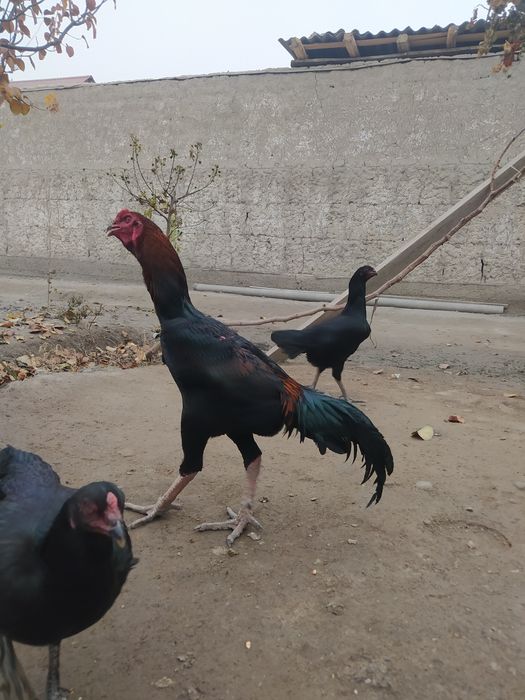 Dakang horoz sotladi