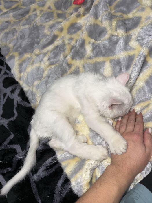 Turetskaya angorka mushukcha