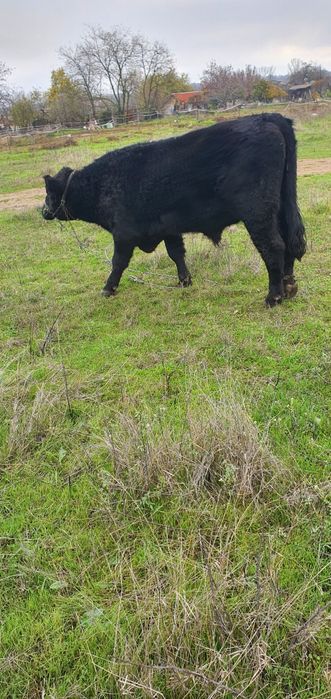 Абърдийн   ангус