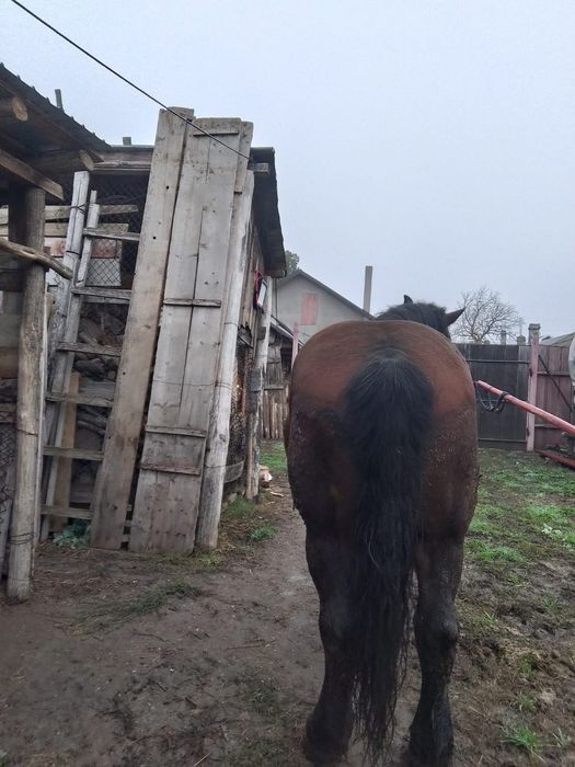 Vând cal Semi-greu romanesc 7 ani semigreu castrat