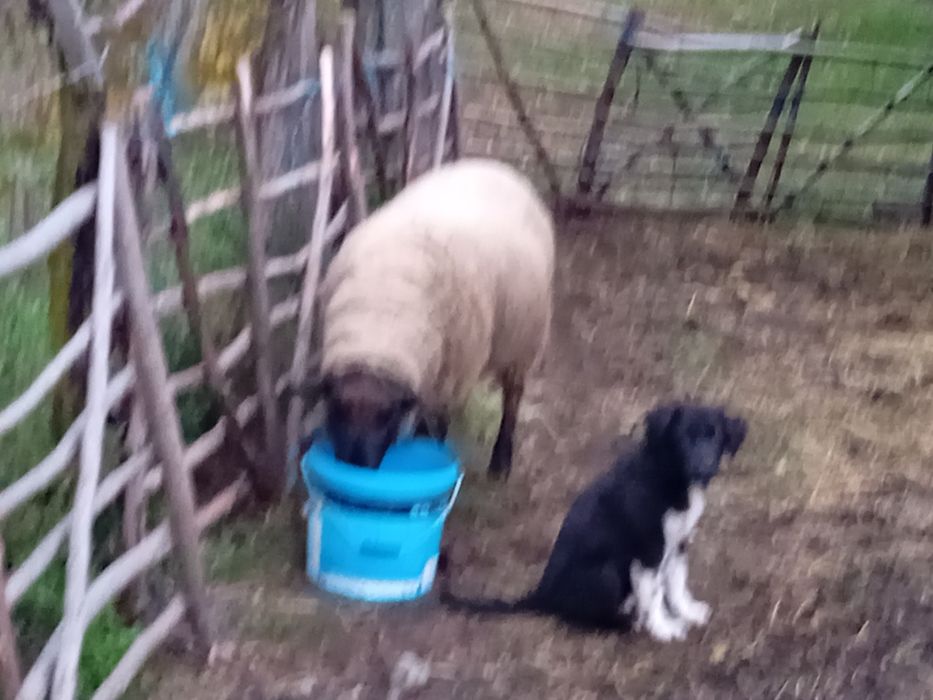 Vând berbec sulfock