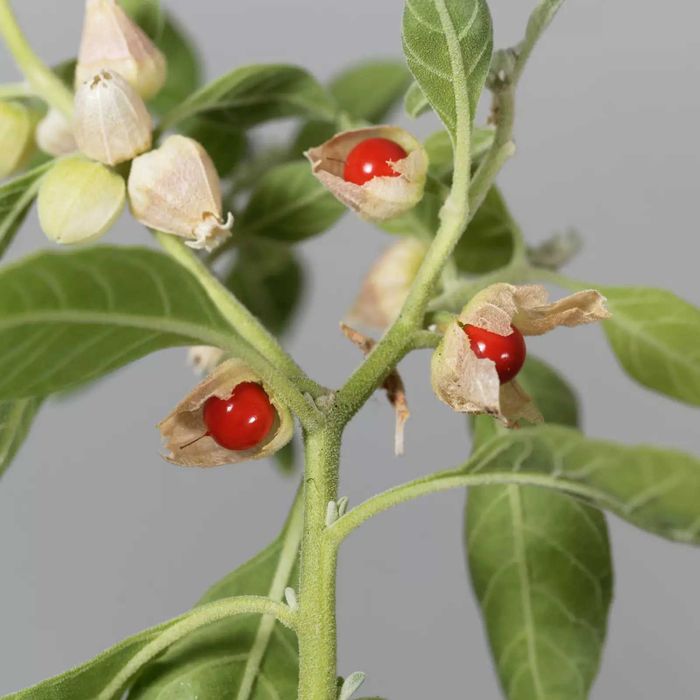 Индийская Ашвагандха - Взрослое аюрведическое растение для здоровья !