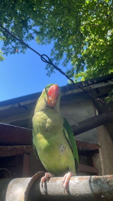 Papagal Marele Alexandru