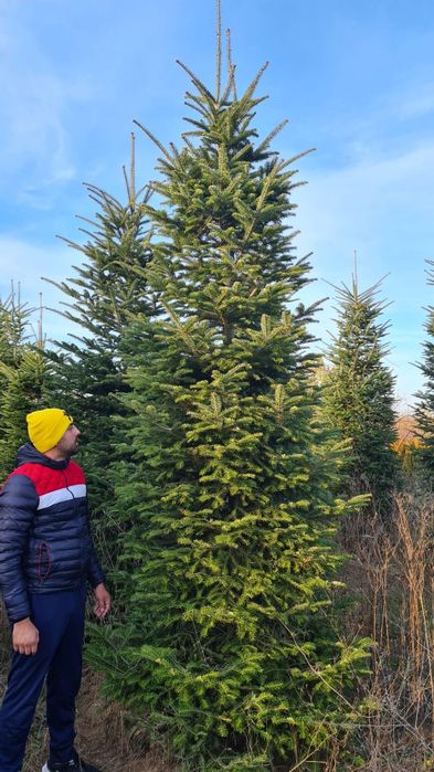 Brad verde si argintiu 4/5m