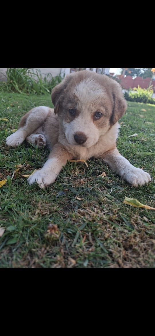 Adoptie catelusi metisi (disponibili decat cei maro)
