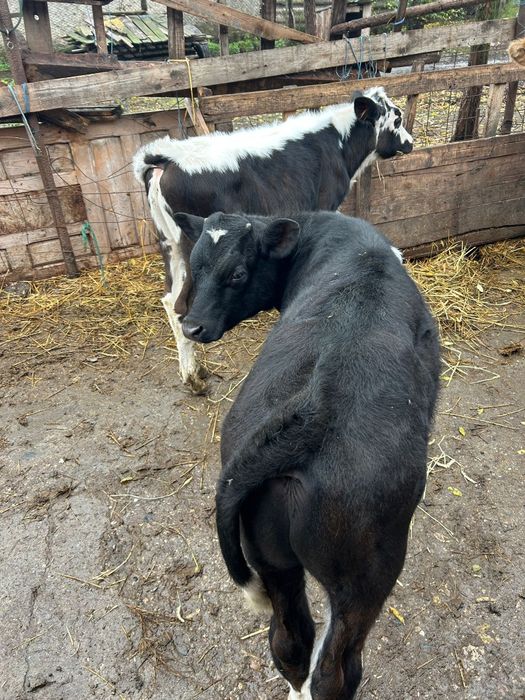 Vând  doi tăurași